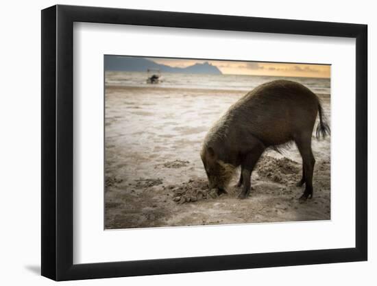 Bearded pig digging in sand, Sarawak, Borneo-Paul Williams-Framed Photographic Print