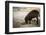 Bearded pig digging in sand, Sarawak, Borneo-Paul Williams-Framed Photographic Print