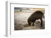 Bearded pig digging in sand, Sarawak, Borneo-Paul Williams-Framed Photographic Print