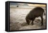 Bearded pig digging in sand, Sarawak, Borneo-Paul Williams-Framed Stretched Canvas