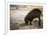 Bearded pig digging in sand, Sarawak, Borneo-Paul Williams-Framed Photographic Print