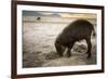 Bearded pig digging in sand, Sarawak, Borneo-Paul Williams-Framed Photographic Print