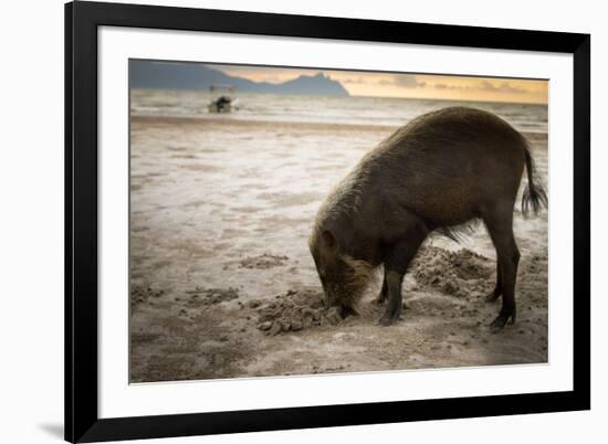 Bearded pig digging in sand, Sarawak, Borneo-Paul Williams-Framed Photographic Print