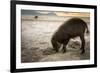 Bearded pig digging in sand, Sarawak, Borneo-Paul Williams-Framed Photographic Print