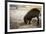 Bearded pig digging in sand, Sarawak, Borneo-Paul Williams-Framed Photographic Print