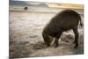 Bearded pig digging in sand, Sarawak, Borneo-Paul Williams-Mounted Photographic Print