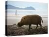 Bearded Pig Foraging on the Beach, Bako National Park, Sarawak, Borneo 2008-Tony Heald-Stretched Canvas