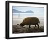 Bearded Pig Foraging on the Beach, Bako National Park, Sarawak, Borneo 2008-Tony Heald-Framed Photographic Print