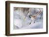 Bearded reedling / tit (Panurus biarmicus), male in snow, Finland, March-Jussi Murtosaari-Framed Photographic Print