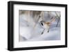 Bearded reedling / tit (Panurus biarmicus), male in snow, Finland, March-Jussi Murtosaari-Framed Photographic Print