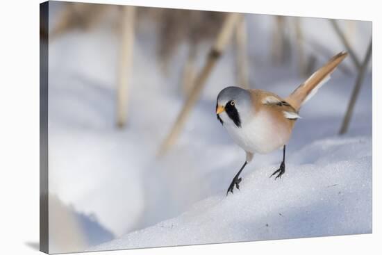 Bearded reedling / tit (Panurus biarmicus), male in snow, Finland, March-Jussi Murtosaari-Stretched Canvas