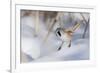 Bearded reedling / tit (Panurus biarmicus), male in snow, Finland, March-Jussi Murtosaari-Framed Photographic Print