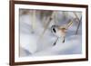 Bearded reedling / tit (Panurus biarmicus), male in snow, Finland, March-Jussi Murtosaari-Framed Photographic Print