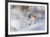 Bearded reedling / tit (Panurus biarmicus), male in snow, Finland, March-Jussi Murtosaari-Framed Photographic Print