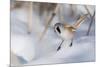 Bearded reedling / tit (Panurus biarmicus), male in snow, Finland, March-Jussi Murtosaari-Mounted Photographic Print