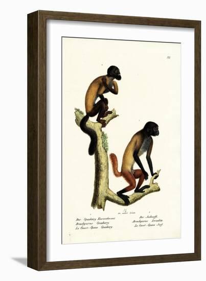 Bearded Saki, 1824-Karl Joseph Brodtmann-Framed Giclee Print