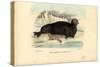 Bearded Seal, 1863-79-Raimundo Petraroja-Stretched Canvas