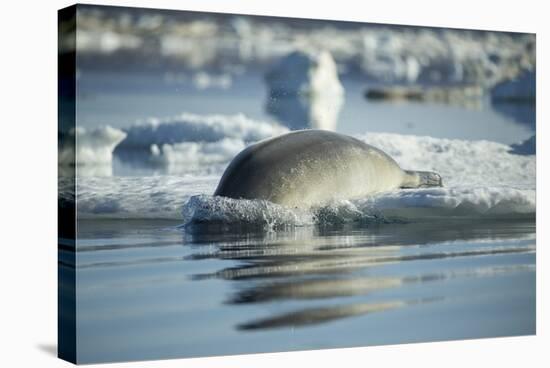 Bearded Seal Dives from Sea Ice in Hudson Bay, Nunavut, Canada-Paul Souders-Stretched Canvas