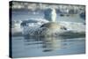 Bearded Seal Dives from Sea Ice in Hudson Bay, Nunavut, Canada-Paul Souders-Stretched Canvas