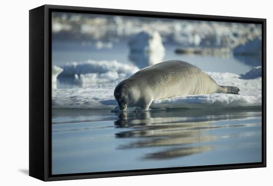 Bearded Seal Dives from Sea Ice in Hudson Bay, Nunavut, Canada-Paul Souders-Framed Stretched Canvas