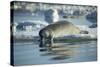 Bearded Seal Dives from Sea Ice in Hudson Bay, Nunavut, Canada-Paul Souders-Stretched Canvas