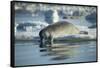 Bearded Seal Dives from Sea Ice in Hudson Bay, Nunavut, Canada-Paul Souders-Framed Stretched Canvas