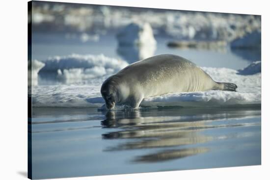 Bearded Seal Dives from Sea Ice in Hudson Bay, Nunavut, Canada-Paul Souders-Stretched Canvas