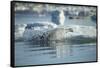 Bearded Seal Dives from Sea Ice in Hudson Bay, Nunavut, Canada-Paul Souders-Framed Stretched Canvas