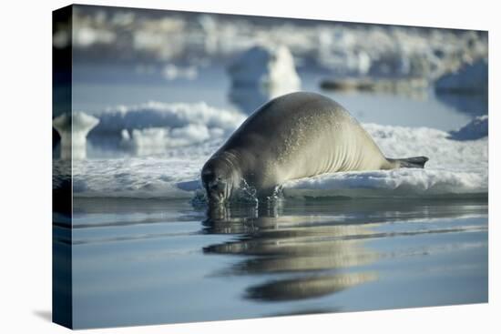 Bearded Seal Dives from Sea Ice in Hudson Bay, Nunavut, Canada-Paul Souders-Stretched Canvas