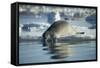 Bearded Seal Dives from Sea Ice in Hudson Bay, Nunavut, Canada-Paul Souders-Framed Stretched Canvas