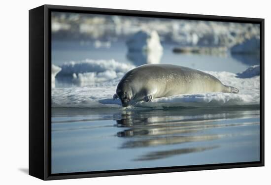 Bearded Seal Dives from Sea Ice in Hudson Bay, Nunavut, Canada-Paul Souders-Framed Stretched Canvas