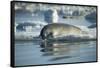 Bearded Seal Dives from Sea Ice in Hudson Bay, Nunavut, Canada-Paul Souders-Framed Stretched Canvas