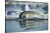 Bearded Seal Dives from Sea Ice in Hudson Bay, Nunavut, Canada-Paul Souders-Stretched Canvas