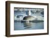 Bearded Seal Dives from Sea Ice in Hudson Bay, Nunavut, Canada-Paul Souders-Framed Photographic Print