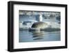 Bearded Seal Dives from Sea Ice in Hudson Bay, Nunavut, Canada-Paul Souders-Framed Photographic Print