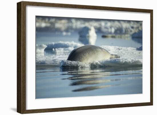 Bearded Seal Dives from Sea Ice in Hudson Bay, Nunavut, Canada-Paul Souders-Framed Photographic Print