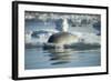 Bearded Seal Dives from Sea Ice in Hudson Bay, Nunavut, Canada-Paul Souders-Framed Photographic Print