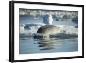 Bearded Seal Dives from Sea Ice in Hudson Bay, Nunavut, Canada-Paul Souders-Framed Photographic Print