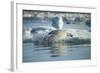 Bearded Seal Dives from Sea Ice in Hudson Bay, Nunavut, Canada-Paul Souders-Framed Photographic Print