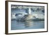 Bearded Seal Dives from Sea Ice in Hudson Bay, Nunavut, Canada-Paul Souders-Framed Photographic Print