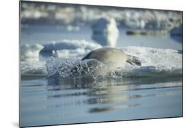 Bearded Seal Dives from Sea Ice in Hudson Bay, Nunavut, Canada-Paul Souders-Mounted Photographic Print