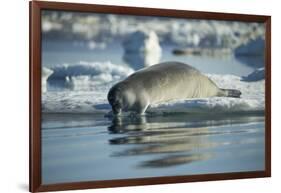 Bearded Seal Dives from Sea Ice in Hudson Bay, Nunavut, Canada-Paul Souders-Framed Photographic Print