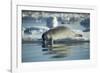 Bearded Seal Dives from Sea Ice in Hudson Bay, Nunavut, Canada-Paul Souders-Framed Photographic Print