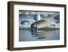 Bearded Seal Dives from Sea Ice in Hudson Bay, Nunavut, Canada-Paul Souders-Framed Photographic Print