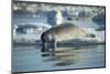 Bearded Seal Dives from Sea Ice in Hudson Bay, Nunavut, Canada-Paul Souders-Mounted Photographic Print