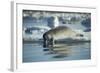 Bearded Seal Dives from Sea Ice in Hudson Bay, Nunavut, Canada-Paul Souders-Framed Photographic Print