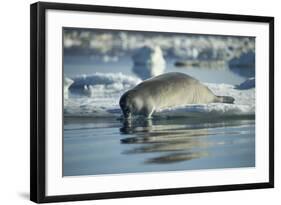 Bearded Seal Dives from Sea Ice in Hudson Bay, Nunavut, Canada-Paul Souders-Framed Photographic Print