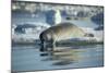 Bearded Seal Dives from Sea Ice in Hudson Bay, Nunavut, Canada-Paul Souders-Mounted Photographic Print