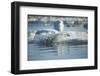 Bearded Seal Dives from Sea Ice in Hudson Bay, Nunavut, Canada-Paul Souders-Framed Photographic Print