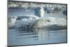 Bearded Seal Dives from Sea Ice in Hudson Bay, Nunavut, Canada-Paul Souders-Mounted Photographic Print